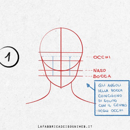 Struttura base del volto