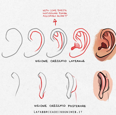 Disegnare le orecchie